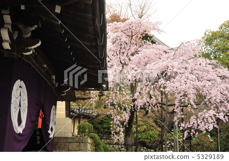 Spring of Kyoto Komyoji Temple Spring of Kyoto Komyoji Temple 5329189