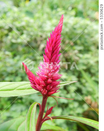 Catech (chicken head) 5330629