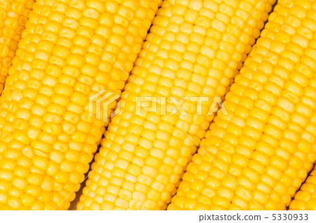 Extreme close up of yellow corn cobs Extreme close up of yellow corn cobs 5330933