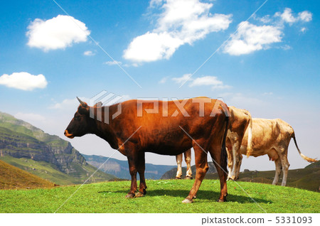 Three cows at the top of the hill Three cows at the top of the hill 5331093