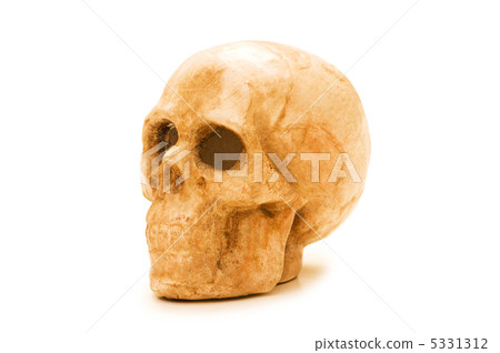 Human skull isolated on the white background Human skull isolated on the white background 5331312