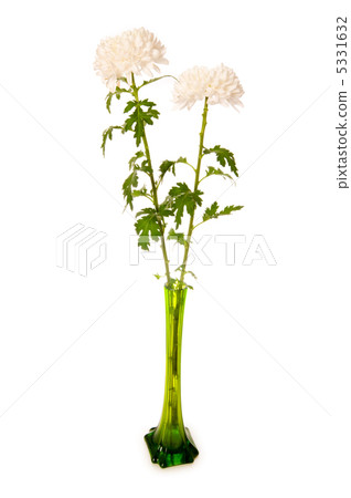 Chrysanthemum (mums) in green vase isolated on white Chrysanthemum (mums) in green vase isolated on white 5331632