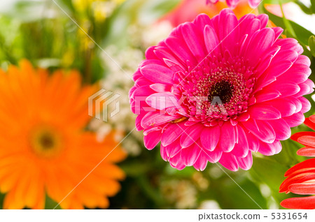 Red gerbera flower agaisnt green blurred background Red gerbera flower agaisnt green blurred background 5331654