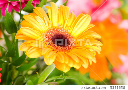 Yellow gerbera flower agaisnt green blurred background Yellow gerbera flower agaisnt green blurred background 5331658