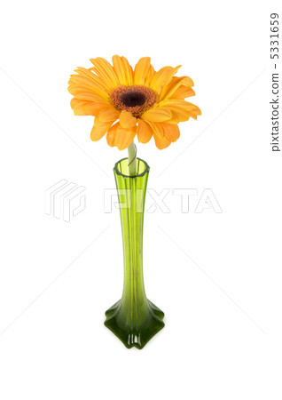 Orange gerbera isolated on the white background Orange gerbera isolated on the white background 5331659