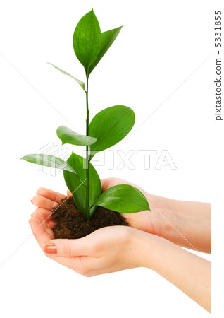 Green seedling in hand isolated on white Green seedling in hand isolated on white 5331855