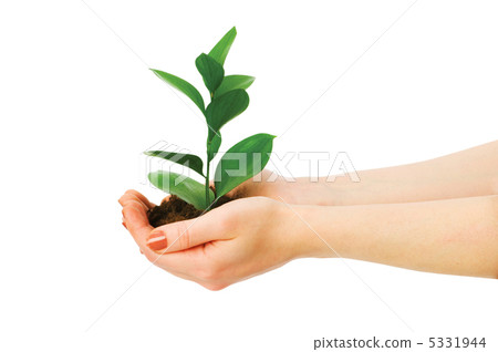 Green seedling in hand isolated on white 5331944