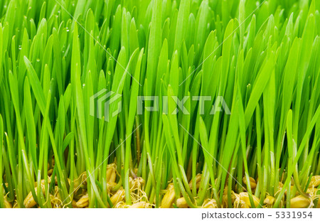 Close up of green grass on summer day Close up of green grass on summer day 5331954