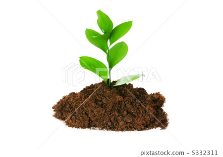 Seedlings illustrating the concept of new life 5332311