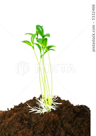 New life concept - green seedling growing out of soil 5332466