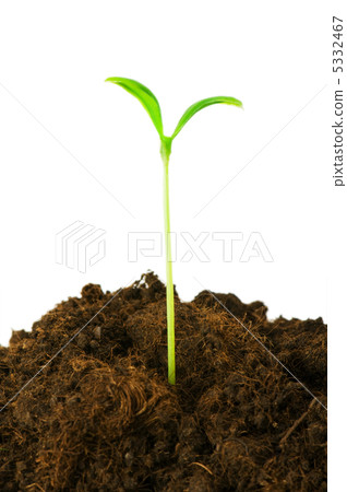 Seedlings illustrating the concept of new life 5332467