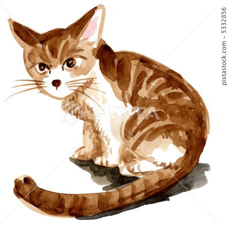 cat, pussy, cute 5332856
