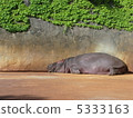 Hippopotamus 5333163