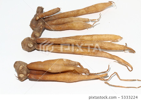 Gingeria泰國成份泰國的Gratching 5333224