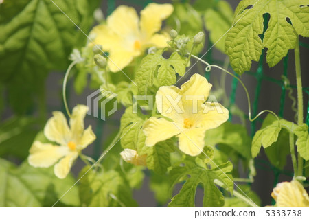 Botanical flowers 5333738