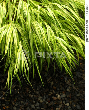 雜色的森林草,日本森林草 雜色的森林草,日本森林草 5333866