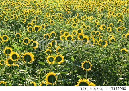Sunflower 1 Sunflower 1 5333960