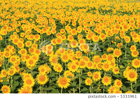 sunflower sunflower 5333961
