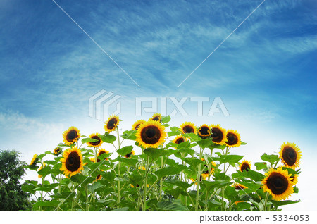 向日葵 向日葵 5334053