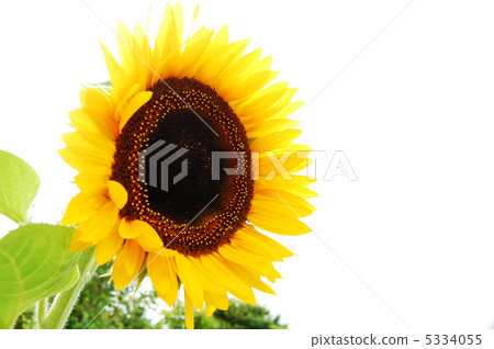 向日葵 向日葵 5334055