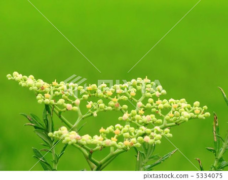 Yabugarashi also serving as a crude drug 5334075