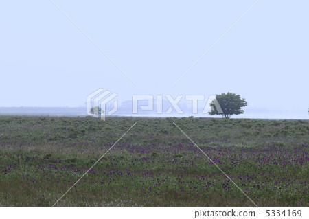 Noguchi的名義半島···夏天 5334169