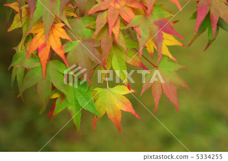 Momiji at the beginning of coloring 5334255