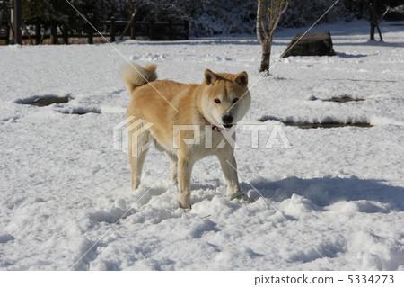 Shiba Inu in the snow 5334273