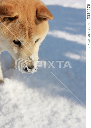 Shiba Inu in the snow 5334276