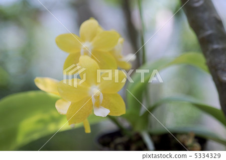 Moth orchids 5334329