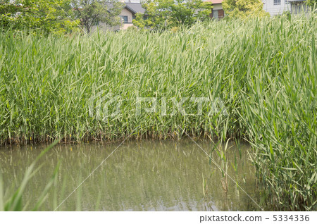 蘆葦 5334336