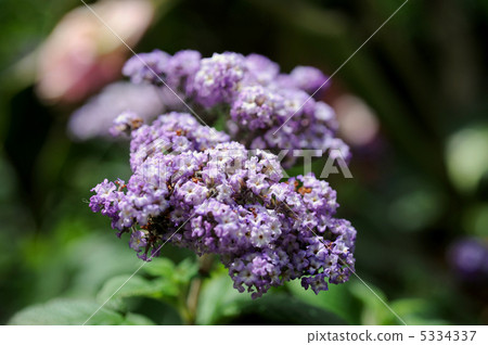 Purple lady HeliTrope Purple lady HeliTrope 5334337