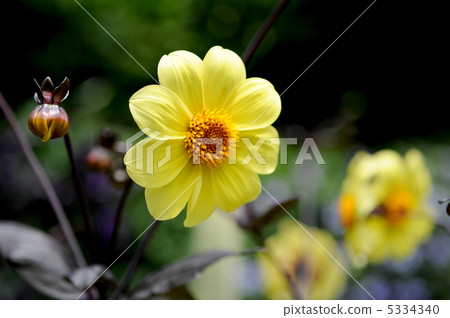 Dahlia flower 5334340