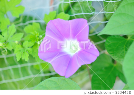 Green curtain of morning glory and goya. 5334438