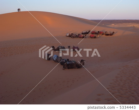 Sahara desert and camel 5334443