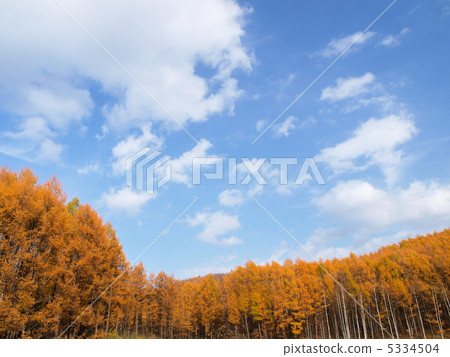 針葉樹和秋天的天空 針葉樹和秋天的天空 5334504