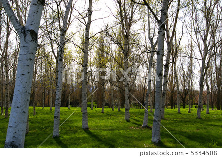 白樺樹 5334508