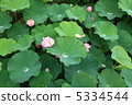 Lotus flower  5334544