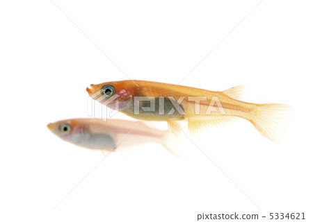 Medaka 5334621