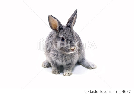 Rabbit  5334622