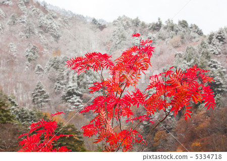 Autumn leaves, first crown of snow 5334718