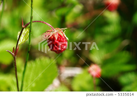 snake strawberry 5335014