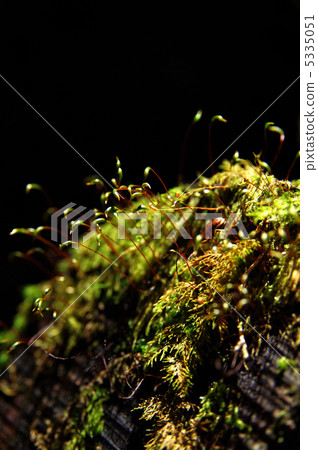 Kosugigoke Kosugigoke 5335051