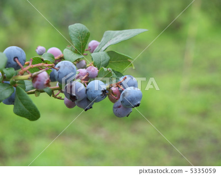 Blueberries in orchards 5335059