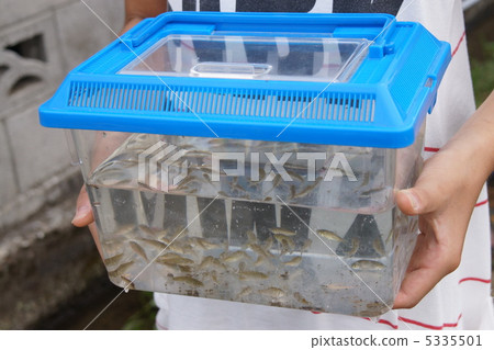 小魚 小魚 5335501