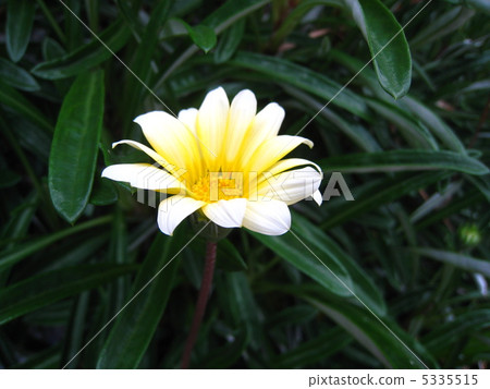 Subsidized Gazania 5335515