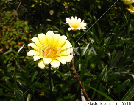 Subsidized Gazania 5335516