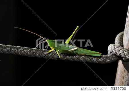 庫薩基里在晚上 5335700