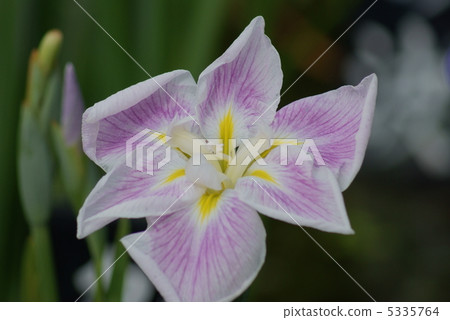 Masaruyasu irises 5335764
