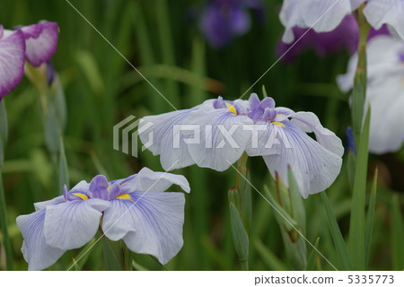 The iris god of the snakes 5335773